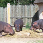 Auvergne-Allier-Le PAL-Hippopotames